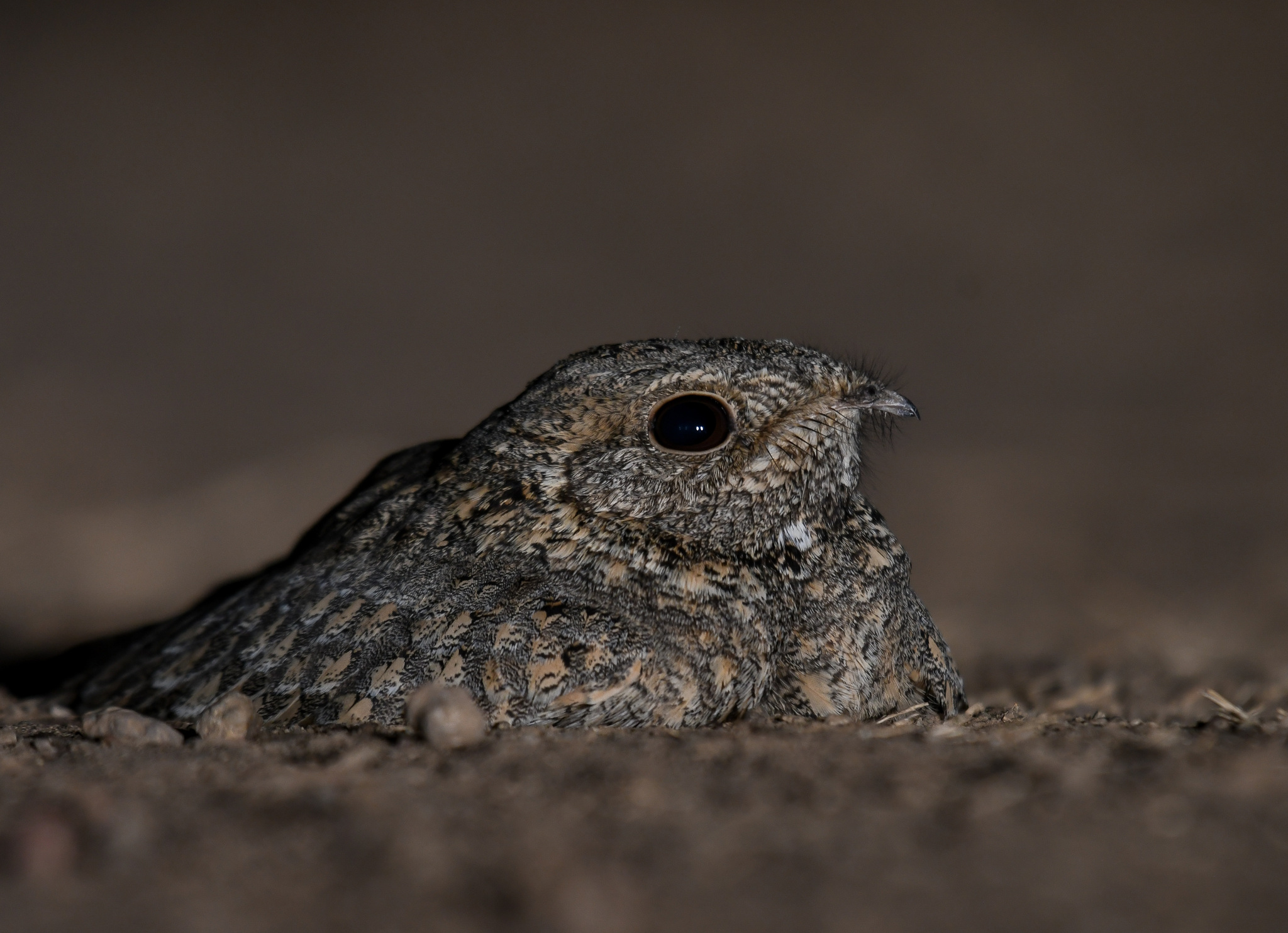 Sykes's Nightjar (Caprimulgus mahrattensis), photo 4