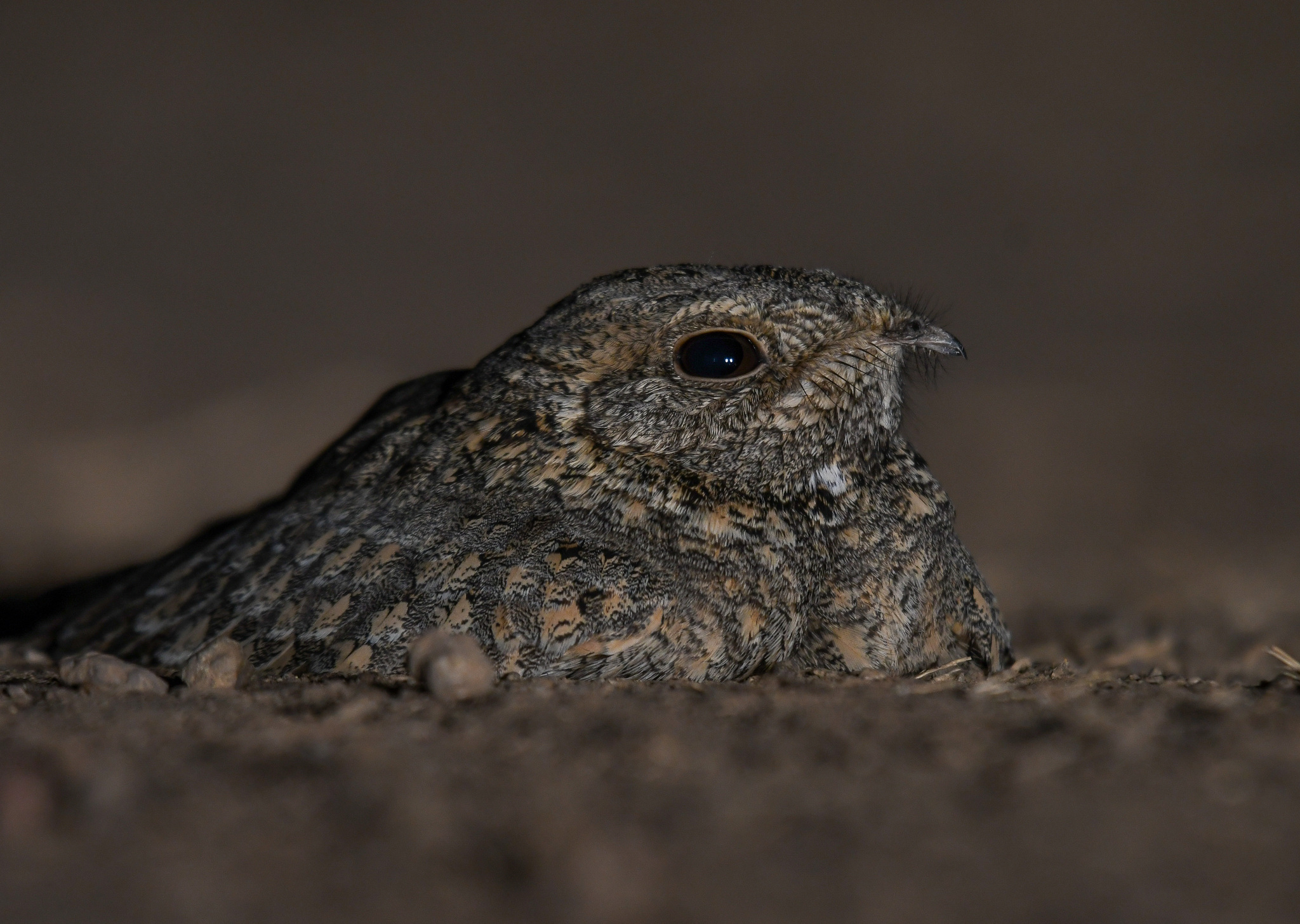 Sykes's Nightjar (Caprimulgus mahrattensis), photo 3