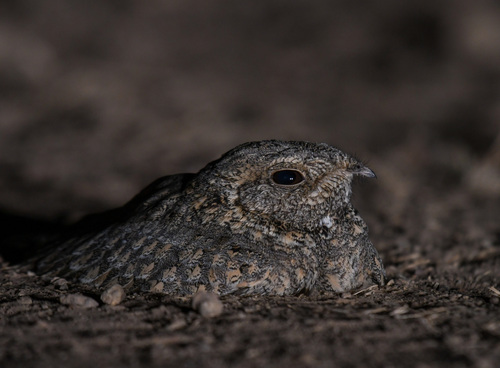 Sykes's Nightjar (Caprimulgus mahrattensis), photo 8