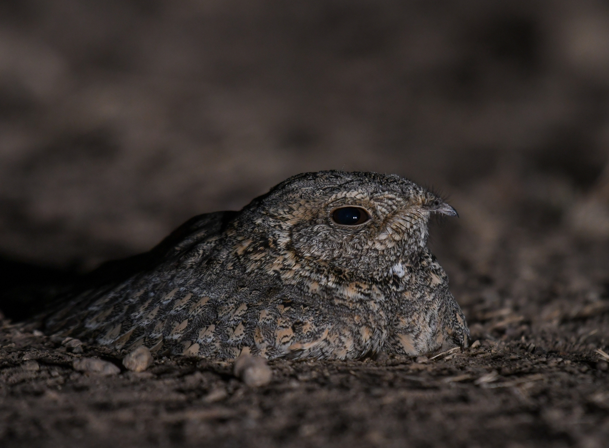 Sykes's Nightjar (Caprimulgus mahrattensis), photo 8