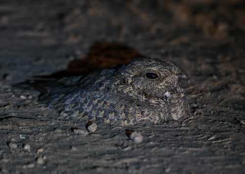 Sykes's Nightjar (Caprimulgus mahrattensis), photo 9