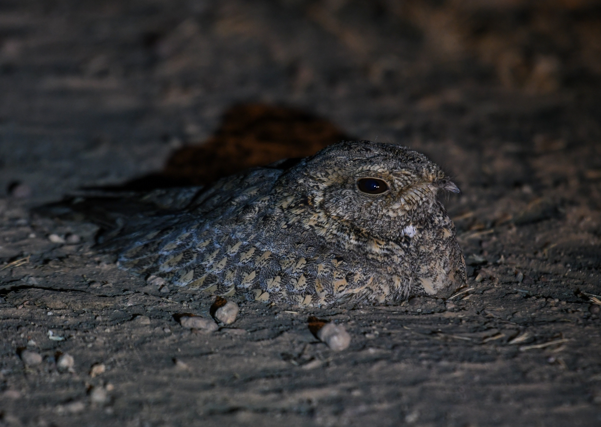 Sykes's Nightjar (Caprimulgus mahrattensis), photo 9