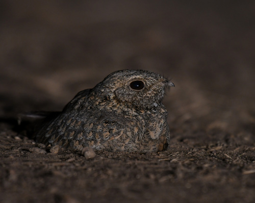 Sykes's Nightjar (Caprimulgus mahrattensis), photo 10