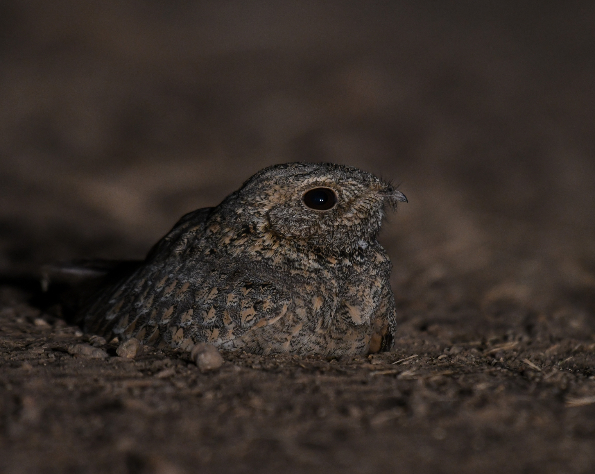 Sykes's Nightjar (Caprimulgus mahrattensis), photo 10
