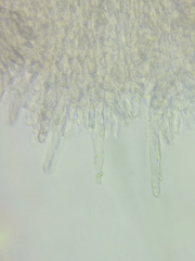 Phanerochaete livescens