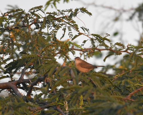 Booted Warbler (Iduna caligata), photo 3