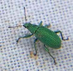 Polydrusus planifrons