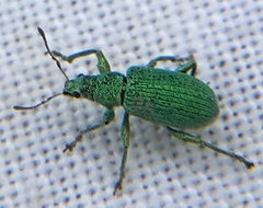 Polydrusus planifrons