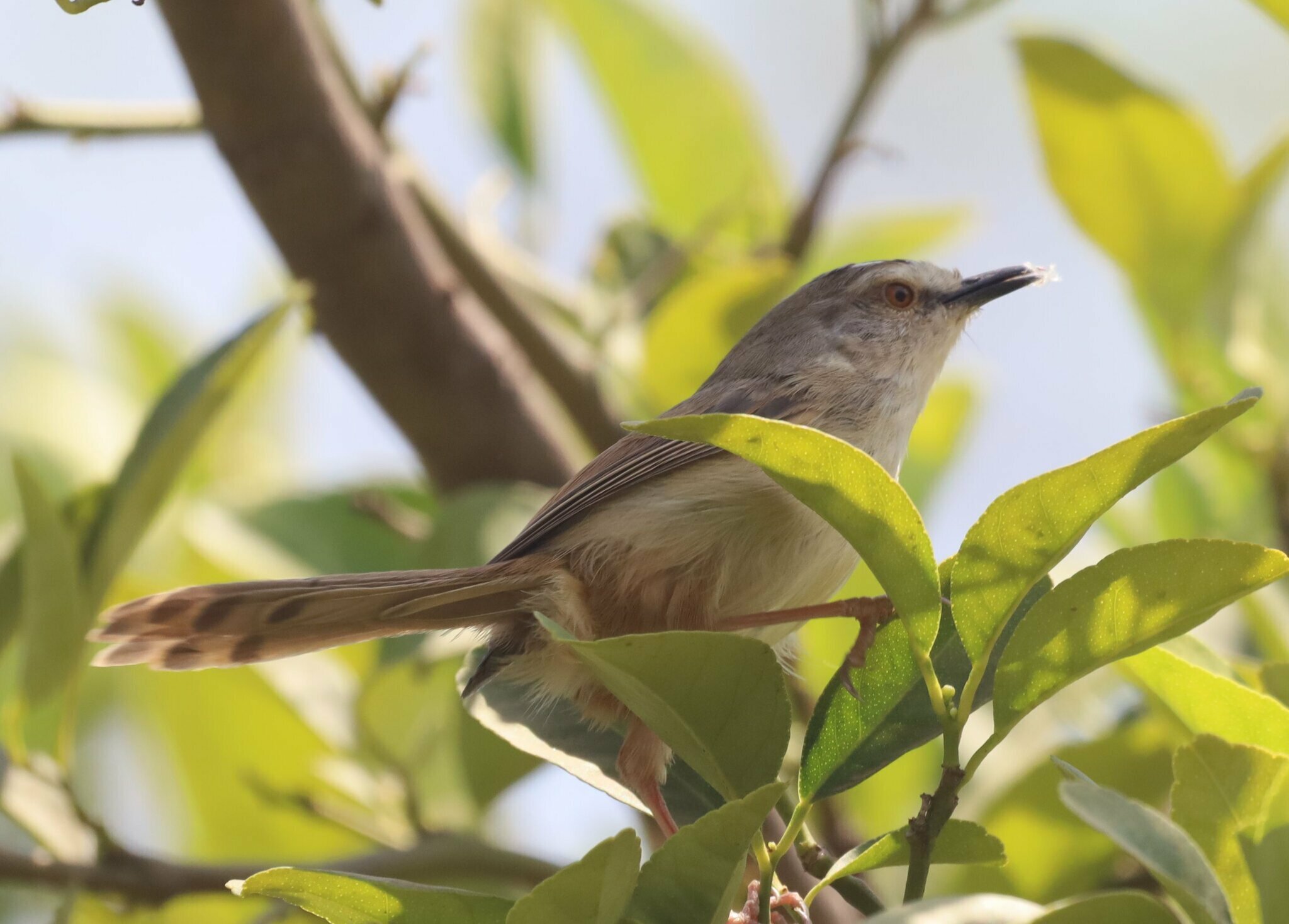 Tawny-flanked Prinia