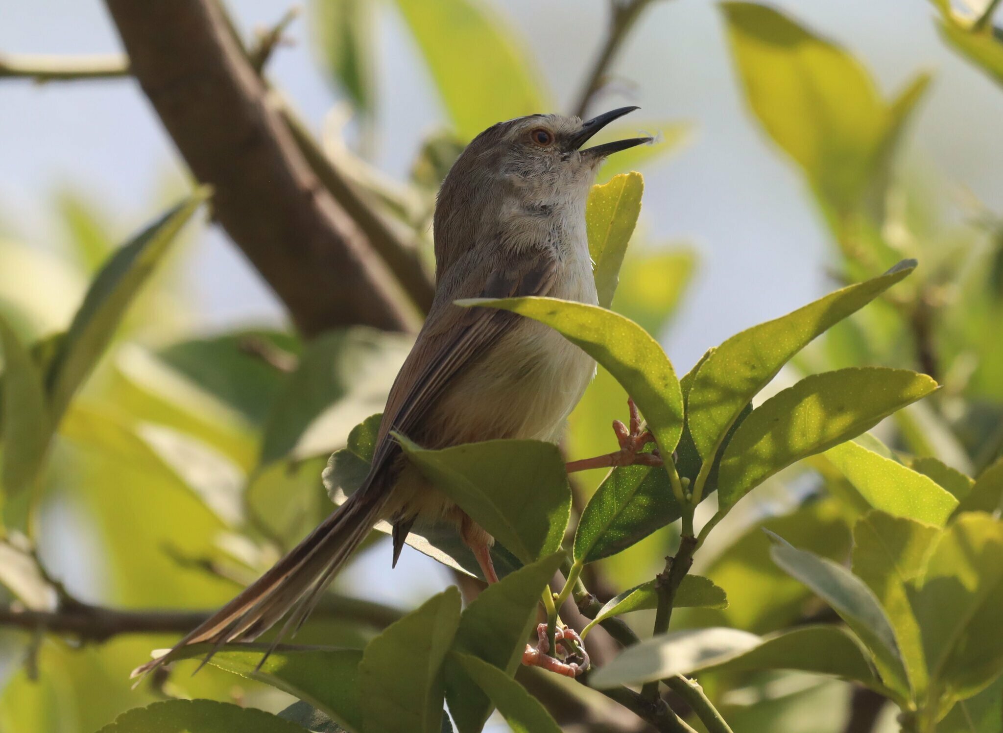 Tawny-flanked Prinia