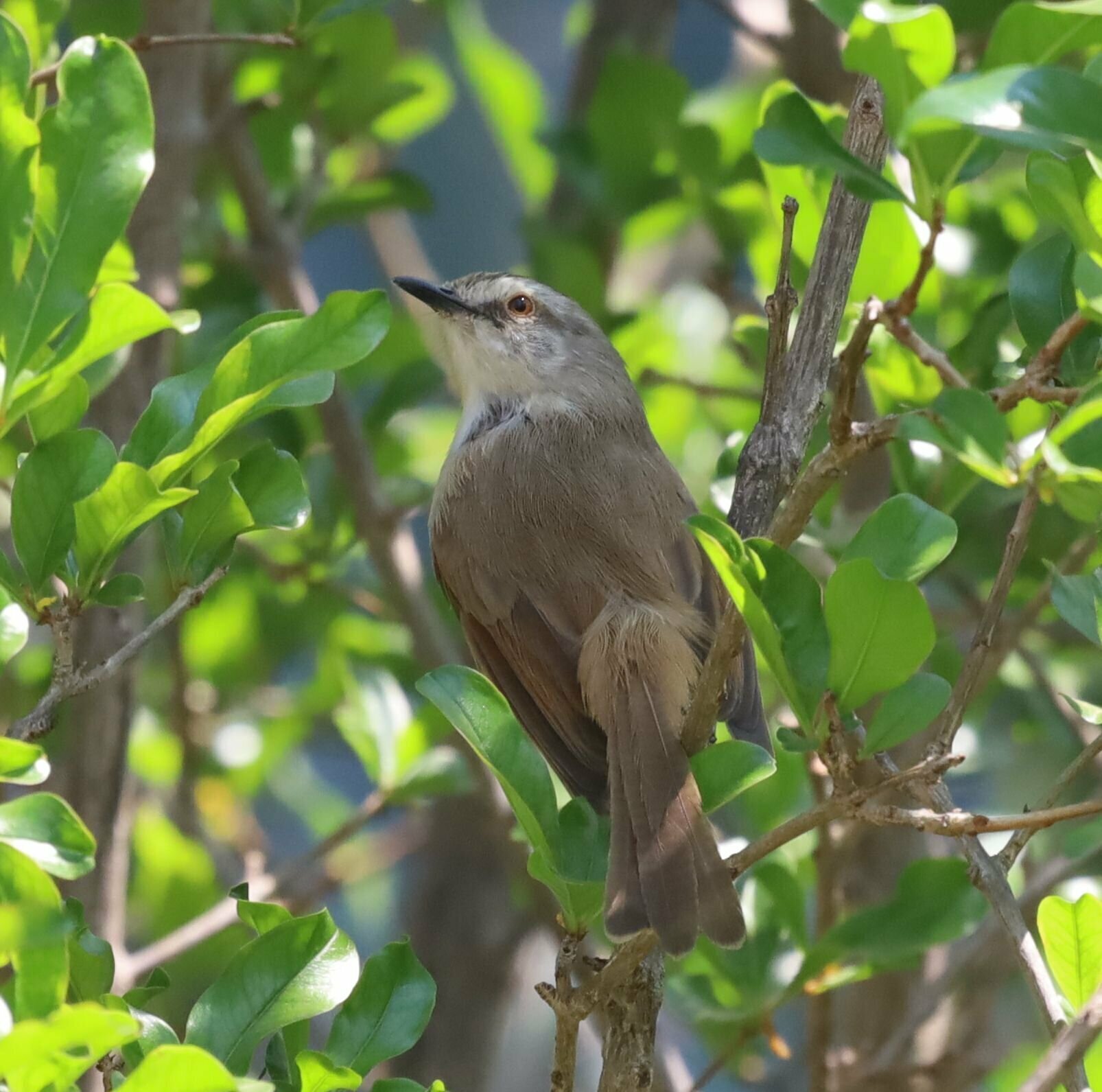 Tawny-flanked Prinia