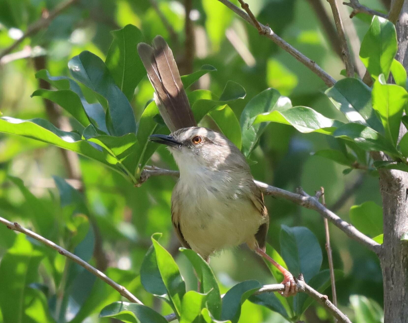 Tawny-flanked Prinia