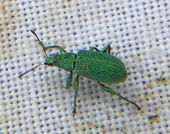 Polydrusus planifrons