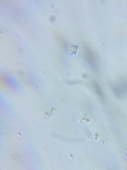 Phanerochaete livescens