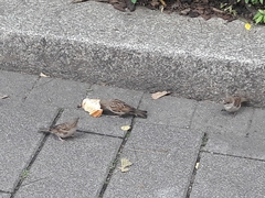 Passer domesticus