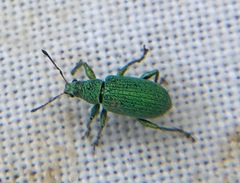 Polydrusus planifrons