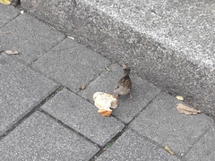 Passer domesticus