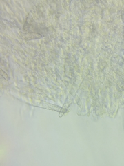 Phanerochaete livescens