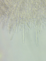 Phanerochaete livescens