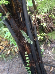 Tmesipteris lanceolata