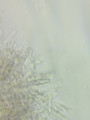 Phanerochaete livescens