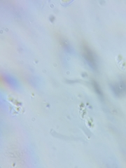 Phanerochaete livescens