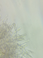 Phanerochaete livescens