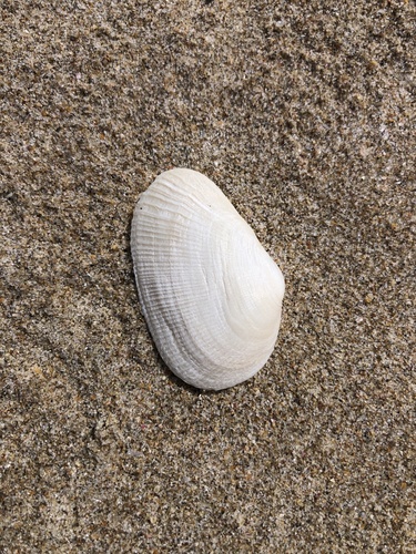 Meropesta nicobarica observed 2024-09-14