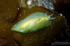 Phyllaplysia taylori