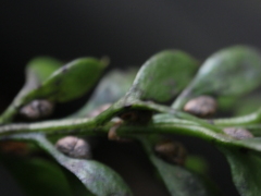 Tmesipteris lanceolata