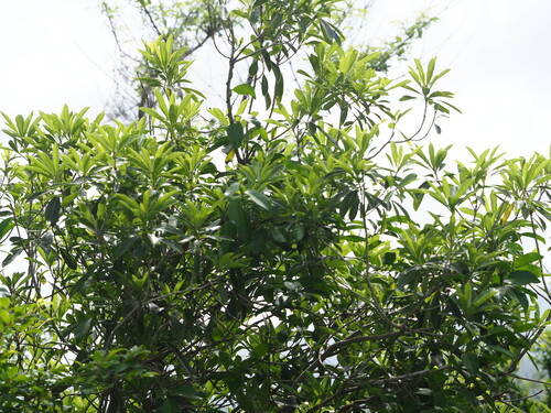 Image of Pittosporum pentandrum by no rights reserved