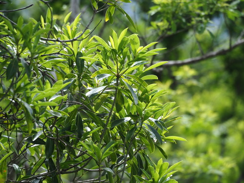 Image of Pittosporum pentandrum by no rights reserved