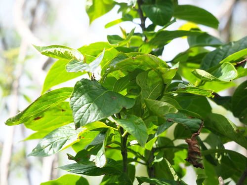Ehretia resinosa (Ehretia resinosa)