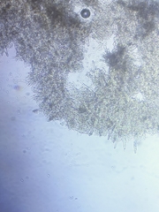 Phanerochaete livescens