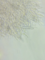 Phanerochaete livescens