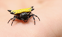 Gasteracantha cancriformis