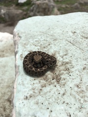 Crotalus ravus
