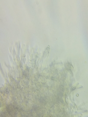 Phanerochaete livescens