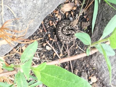 Crotalus ravus