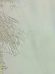 Phanerochaete livescens