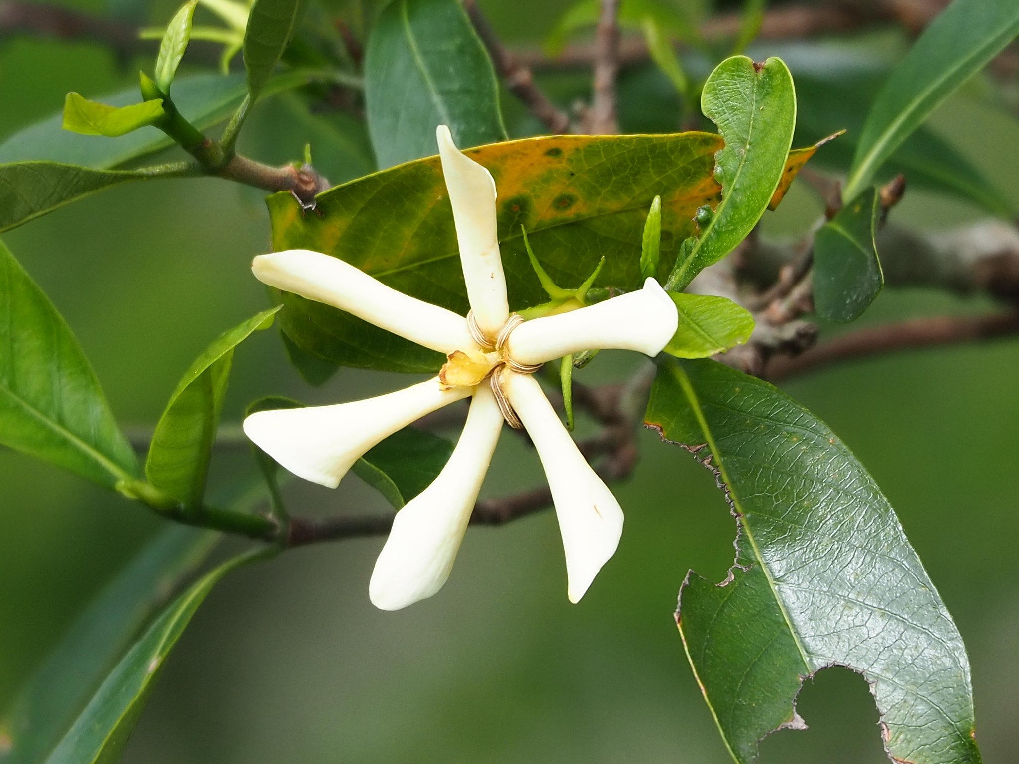 クチナシ (Gardenia jasminoides) · iNaturalist