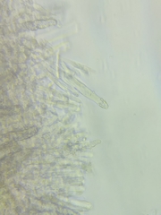 Phanerochaete livescens