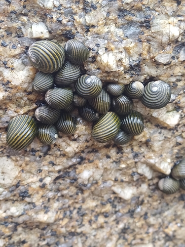 Costate Nerite — seen at this dive site