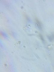 Phanerochaete livescens