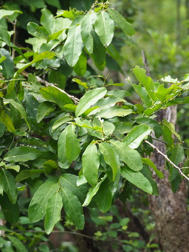 Capparis micracantha (Capparis micracantha)