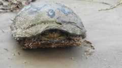 Kinosternon hirtipes