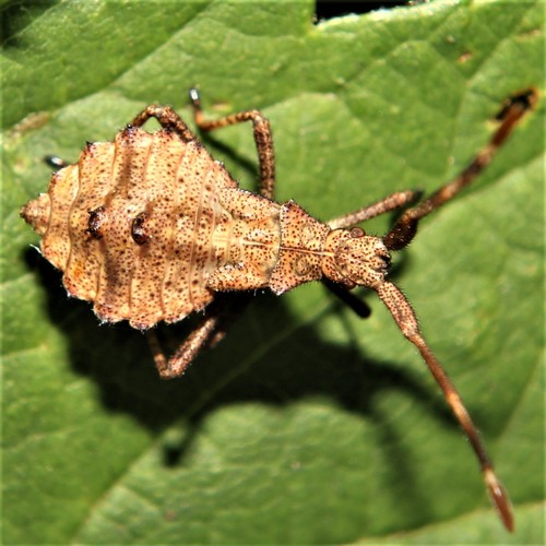 Arkliarūgštinė kampuotblakė nuotrauka