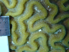 Pseudodiploria strigosa