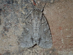 Acronicta radcliffei