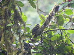 Ampelioides tschudii